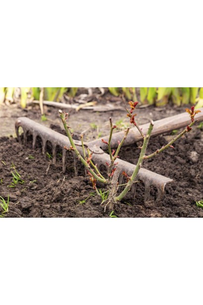 Троянда Нобіліс посадка 